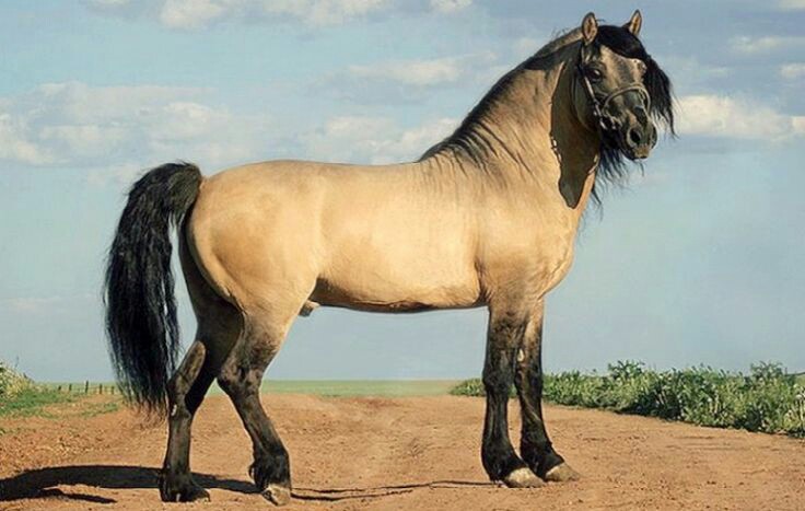 Estonian Draft Horses